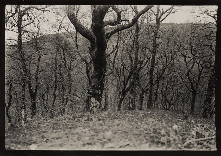 Oak Trees at Buck Mills by Mary Stella Edwards