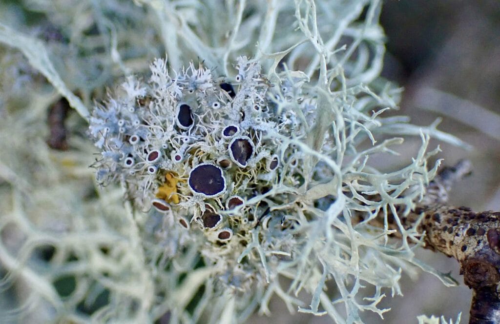 Introducing Lichenism, with a photo of coastal lichens