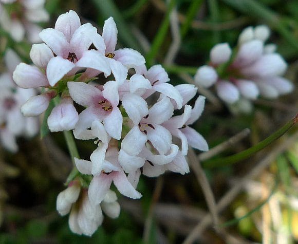 Squinancywort flowers from Wildflower finder website